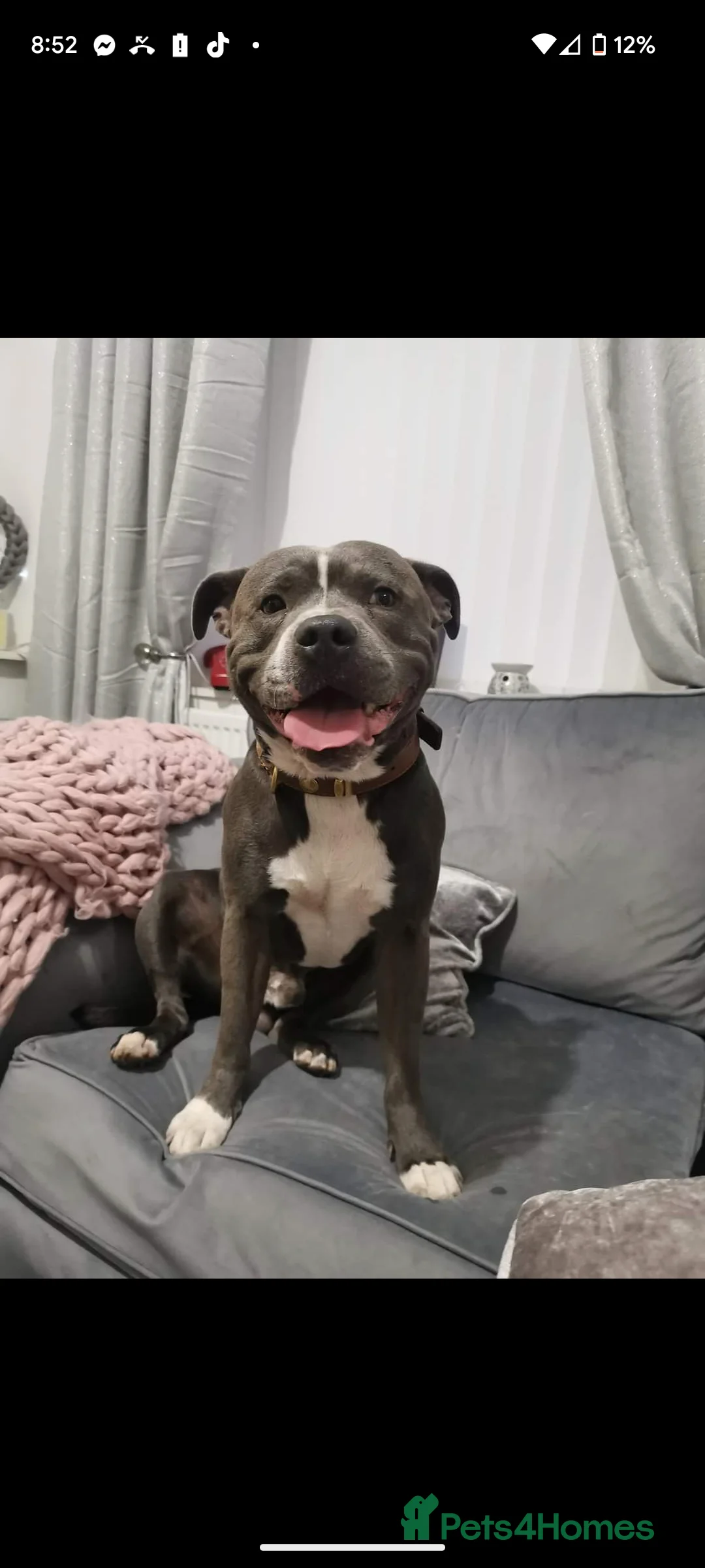 Staffordshire Bull Terrier dogs for stud: King reggie .champion/vagalo lines in Cardiff - Advert 3