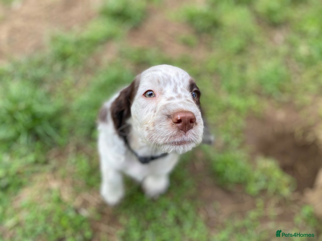 Sprocker dogs for sale: Beautiful F1 Sprocker Spaniel Puppies. in King's Lynn - Image 5