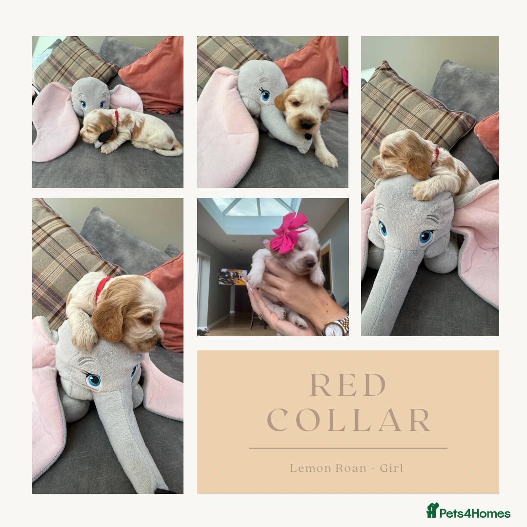 Cocker Spaniel dogs for sale: KC REG Showtype Cocker Spaniel LAST PUP ready 3/8 - Image 27