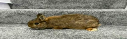 Netherland Dwarf rabbits for sale: netherland dwarfs ...8 weeks old..middlesbrough in Middlesbrough - Advert 4