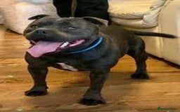 Staffordshire Bull Terrier dogs for sale: True Example Staffordshire bull Terrier Puppies KC - Image 6