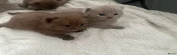 British Shorthair cats for sale: Lilacs and chocolates British shorthair kittens  - Advert 16