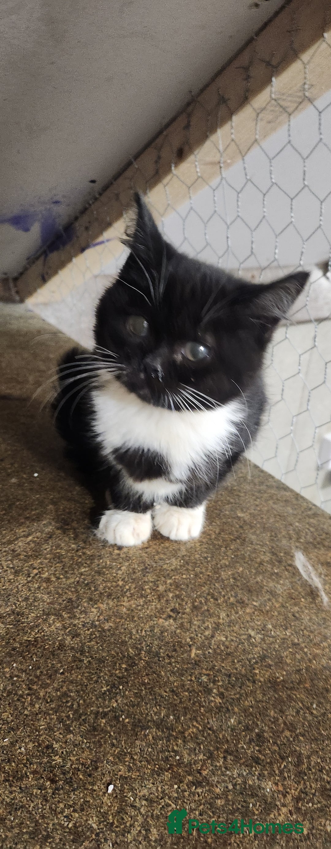 Mixed Breed cats for sale: Ragdoll and British short-hair kittens  - Image 2