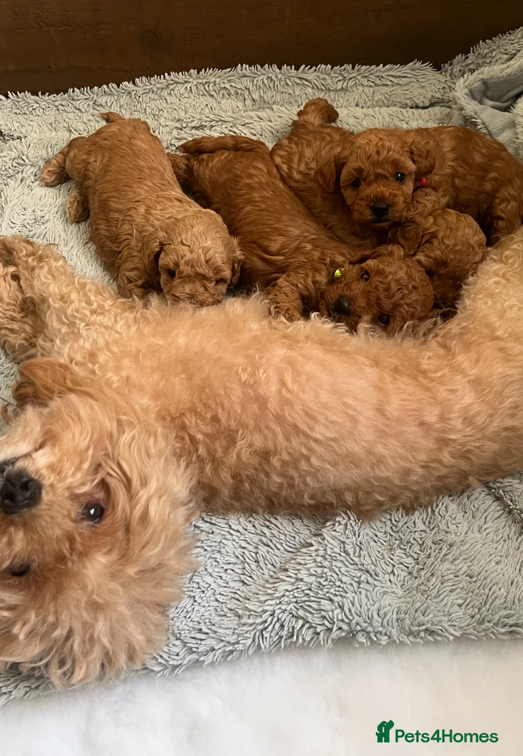 Poochon dogs for sale: Beautiful Poochon Puppies - Advert 19