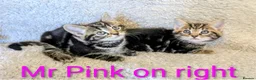 Bengal cats for sale: Snow Bengal Maine coon mixed moggies - Advert 8