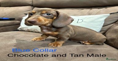 Miniature Dachshund dogs - Advert 6