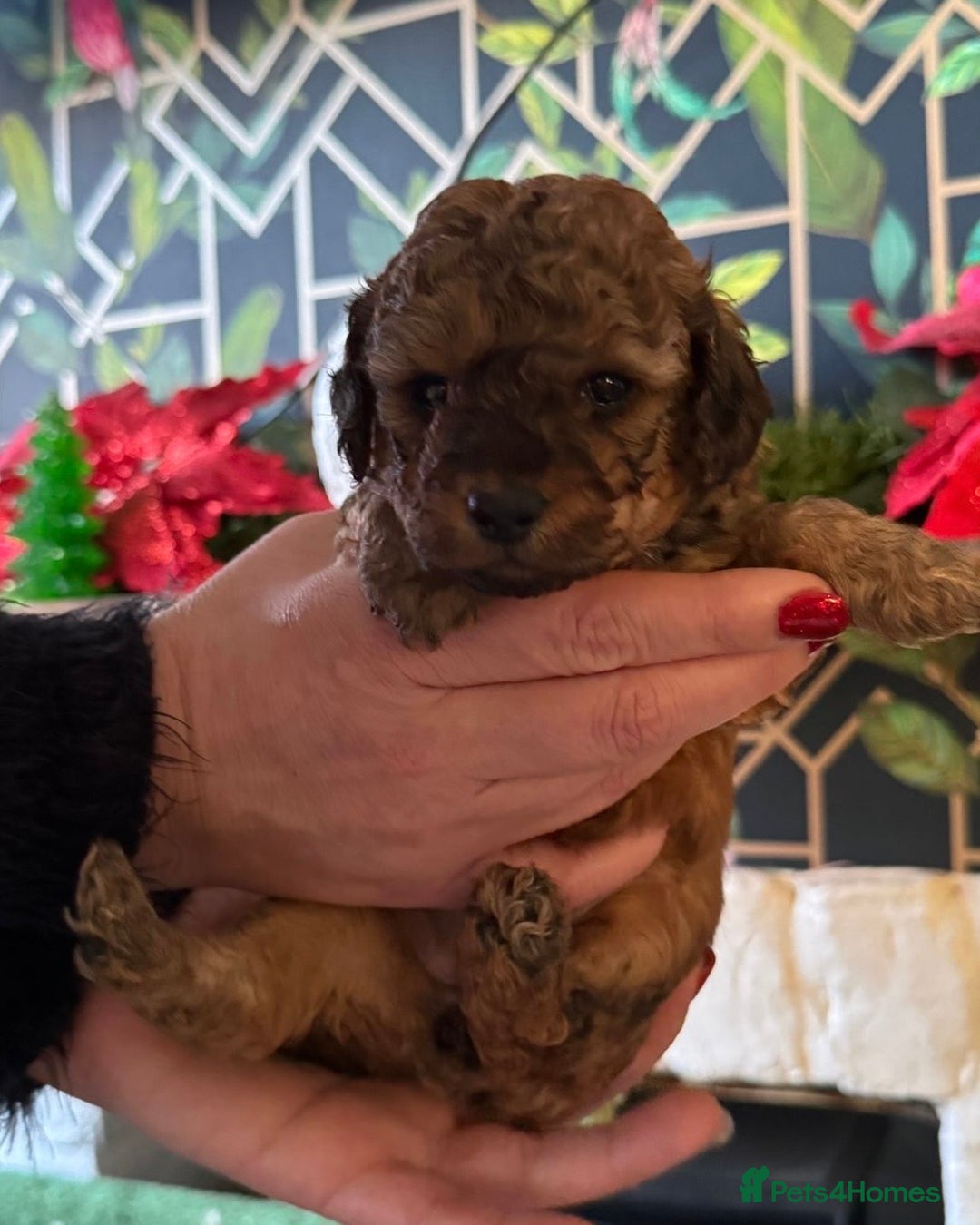 Doxiepoo dogs for sale: Stunning Doxipoo puppies  - Advert 19