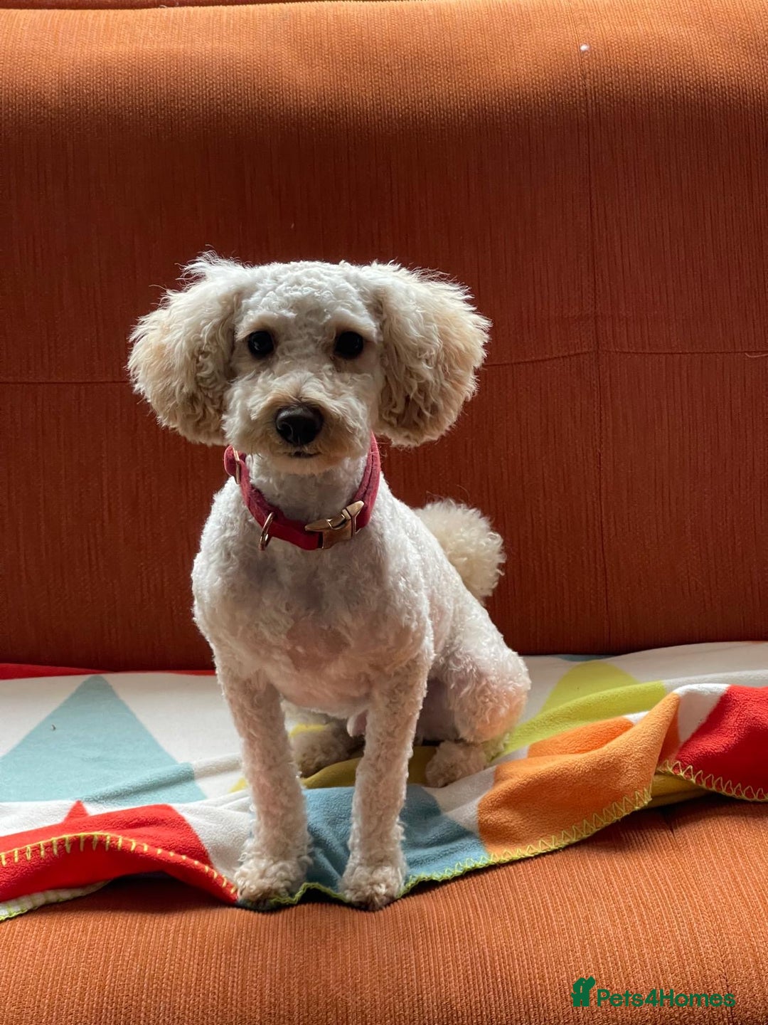 Toy Poodle dogs for sale: 1 year old Male Toy Poodle for sale  - Advert 3