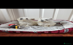 West Highland Terrier dogs for sale: 4 stunning west highland terrier puppies for sale - Image 10