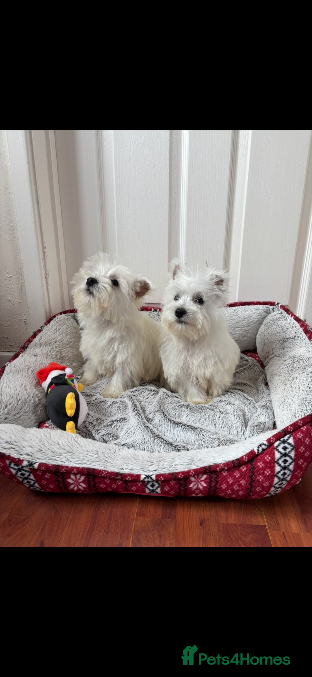 West Highland Terrier dogs for sale: 4 stunning west highland terrier puppies for sale - Image 10