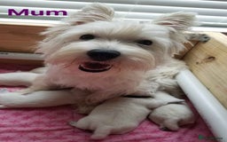West Highland Terrier dogs for sale: Top quality West Highland puppies - Image 4