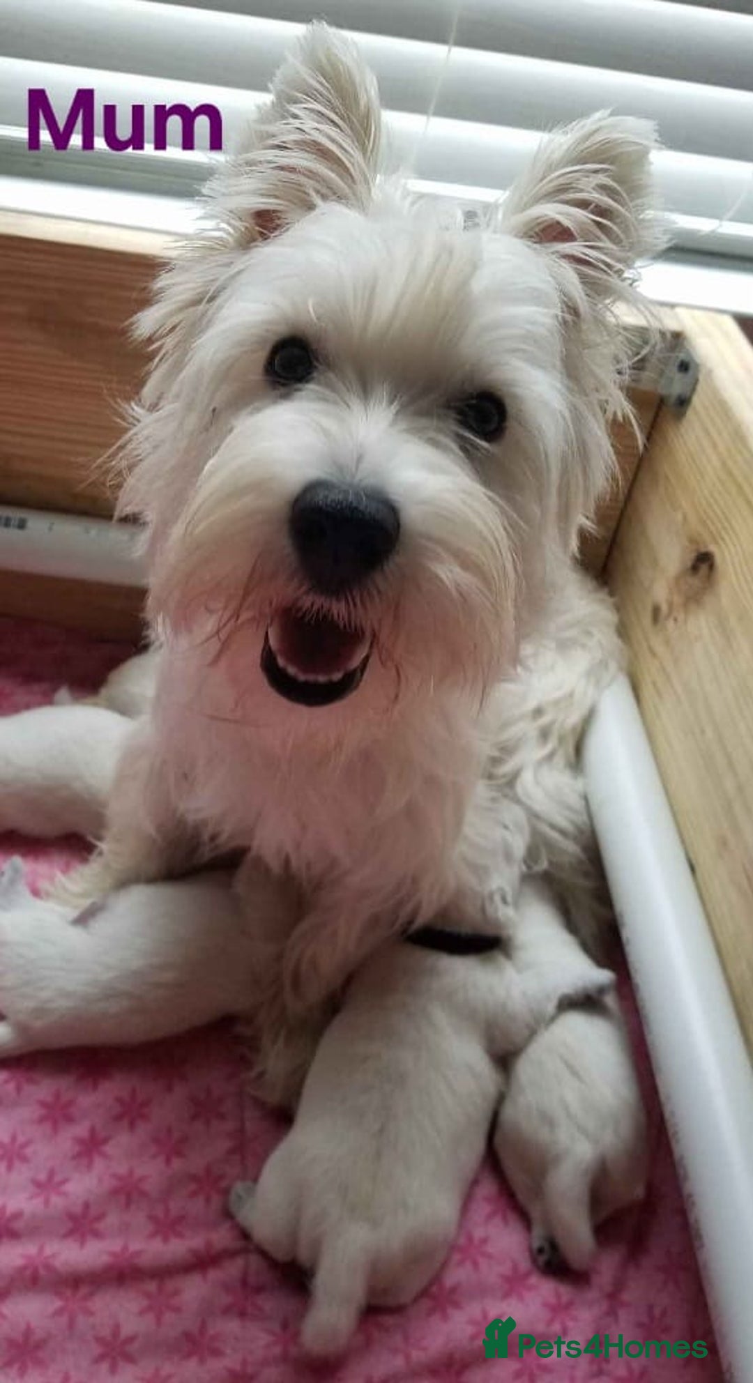 West Highland Terrier dogs for sale: Top quality West Highland puppies - Image 4