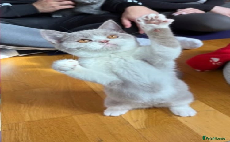 British Shorthair cats - Advert 2