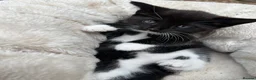 Mixed Breed cats for sale: Three beautiful kittens – two girls and one boy.  - Advert 9