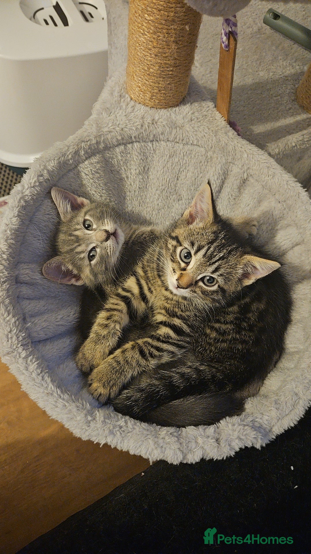 Mixed Breed cats for sale: Grey Kittens🐾🤍 - Advert 17