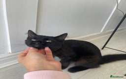 British Longhair cats for sale: Black long haired Domestic kitten- Purdy - Image 1