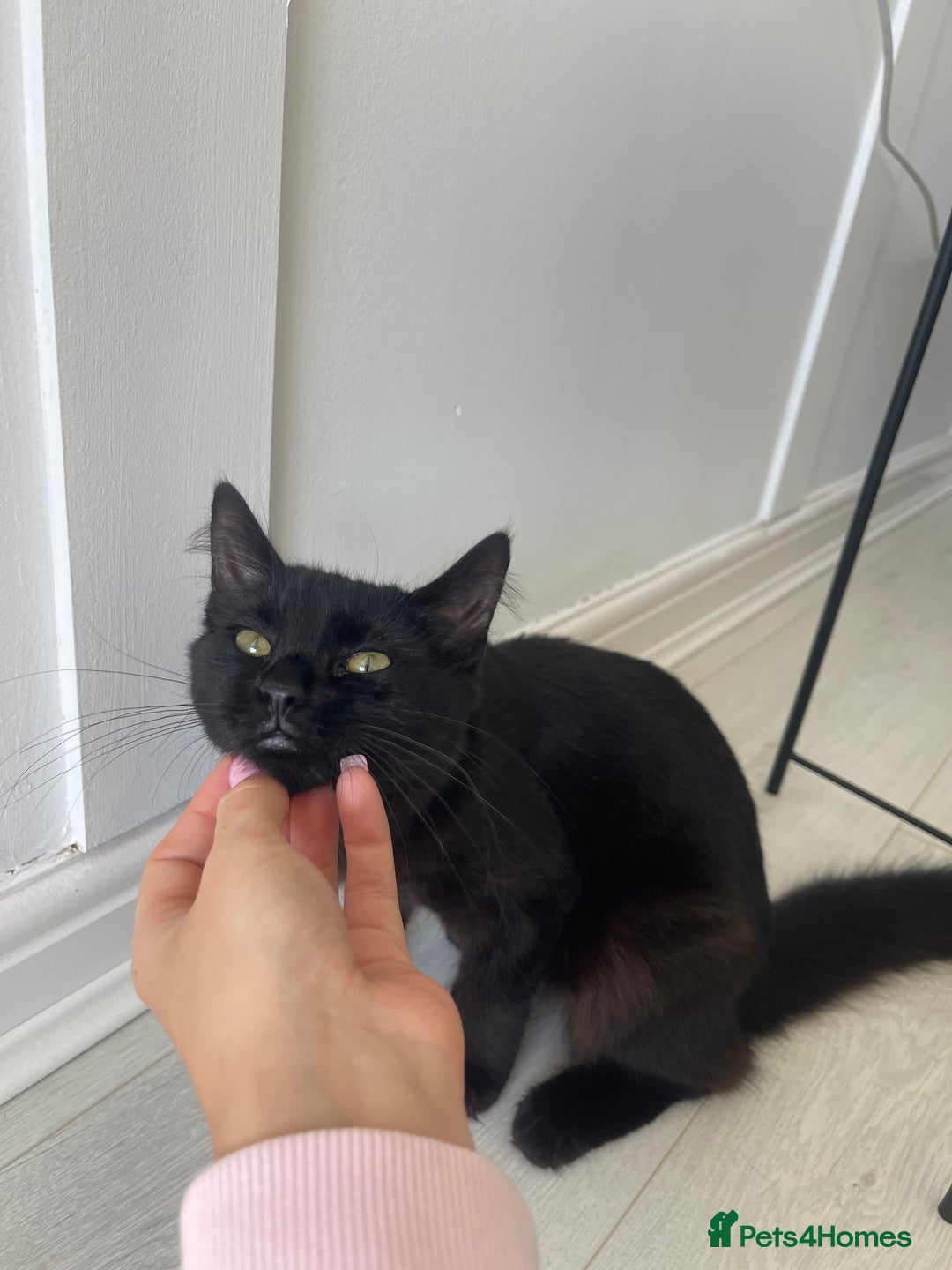 British Longhair cats for sale: Black long haired Domestic kitten- Purdy - Image 1
