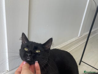 British Longhair cats - Advert 24