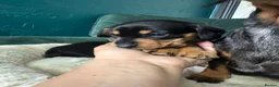 Miniature Dachshund dogs for sale: 2 KC registered miniature dachshund puppies - Advert 12