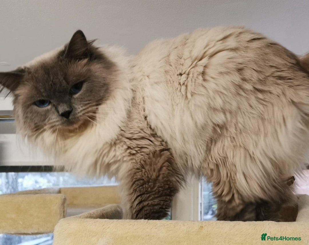 Ragdoll cats for sale: Blue eyed Ragdoll Kittens  - Advert 8