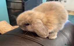 Mini Lion Lop rabbits for sale: ✨ 2 MINI LION LOPS – READY NOW ✨ - Image 11