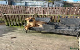 Cane Corso dogs for sale: Cane corso puppies  - Image 18
