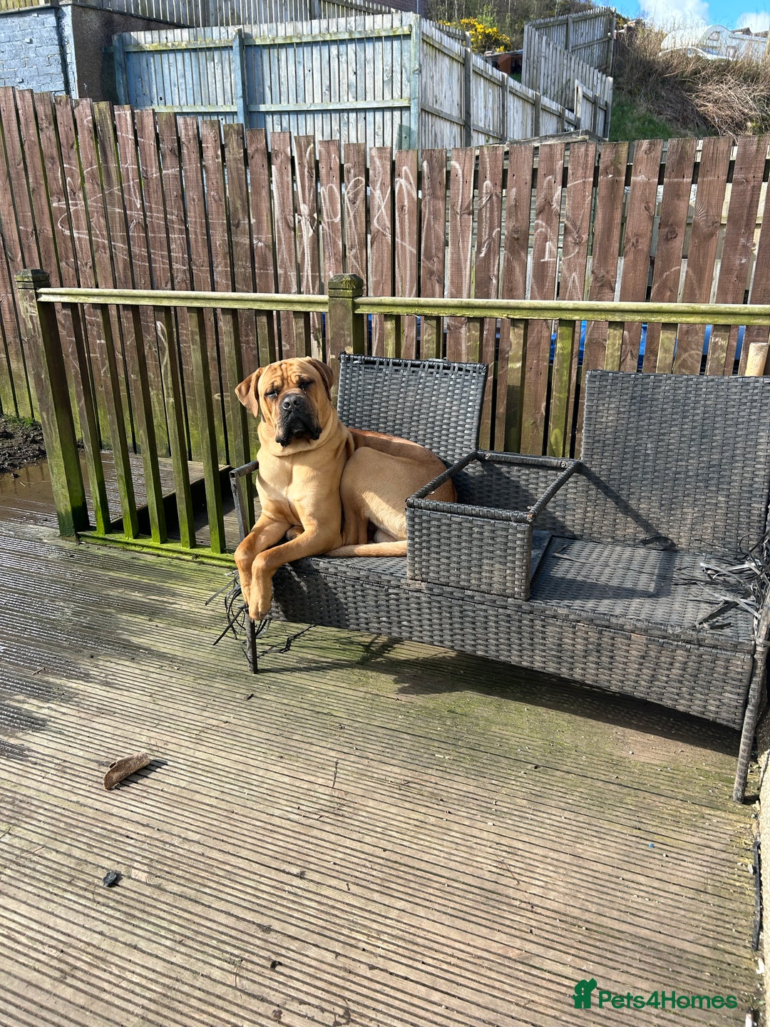 Cane Corso dogs for sale: Cane corso puppies  - Image 18