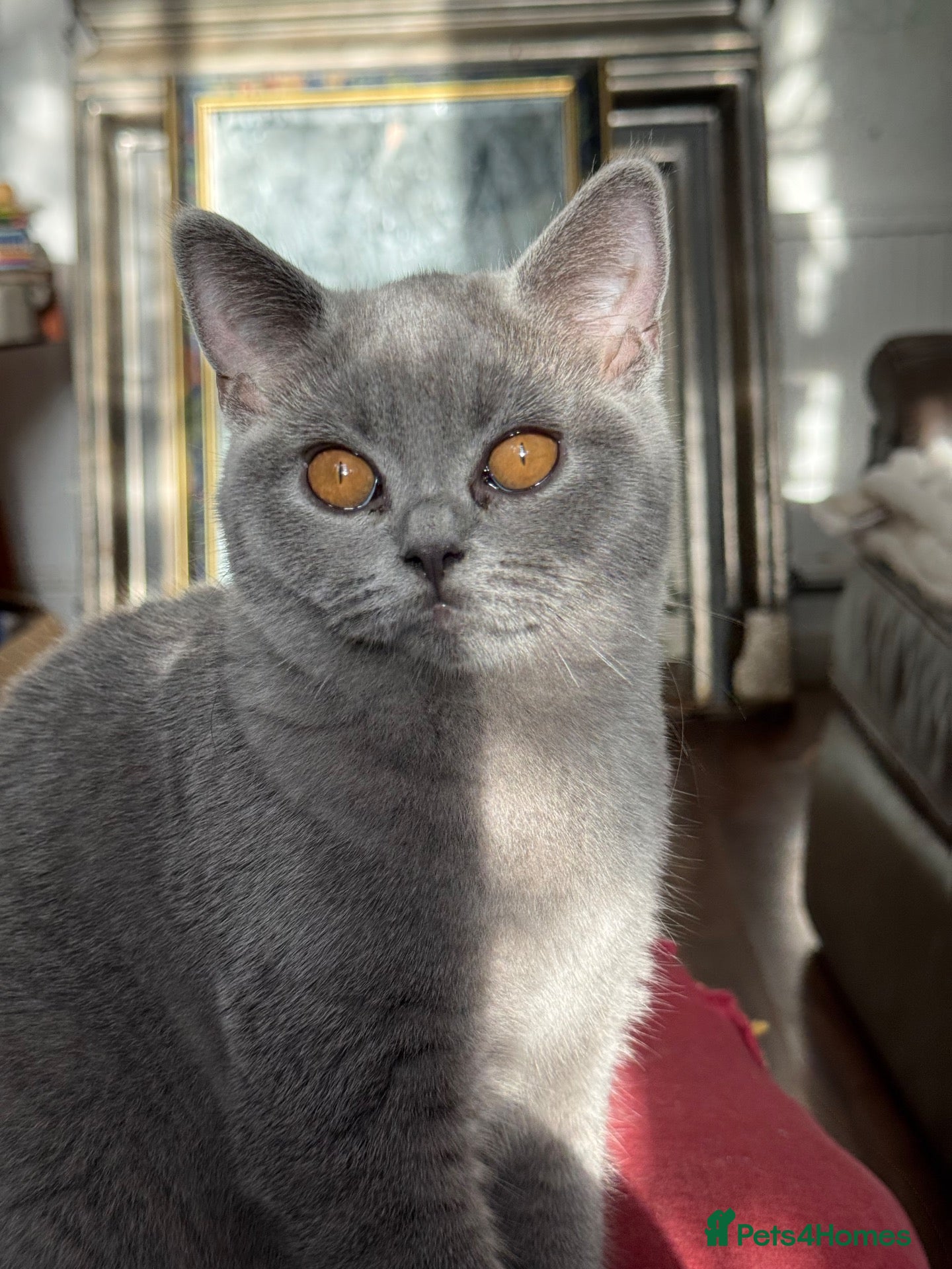 British Shorthair cats TICA Pedigree British Shorthair Kittens Ready Now - Advert 16