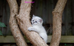 Ragdoll cats for sale: Stunning GCCF Registered Heart Melting Affection - Image 11