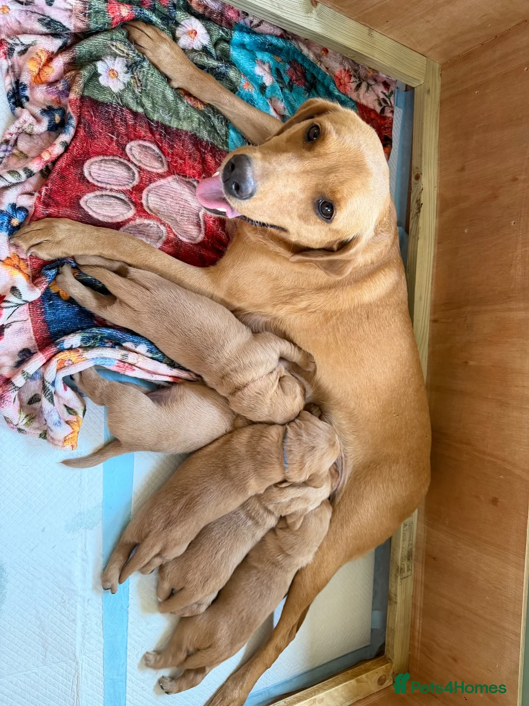 Labrador Retriever dogs for sale: KC Registered Labrador Puppies (fox red)  - Advert 2