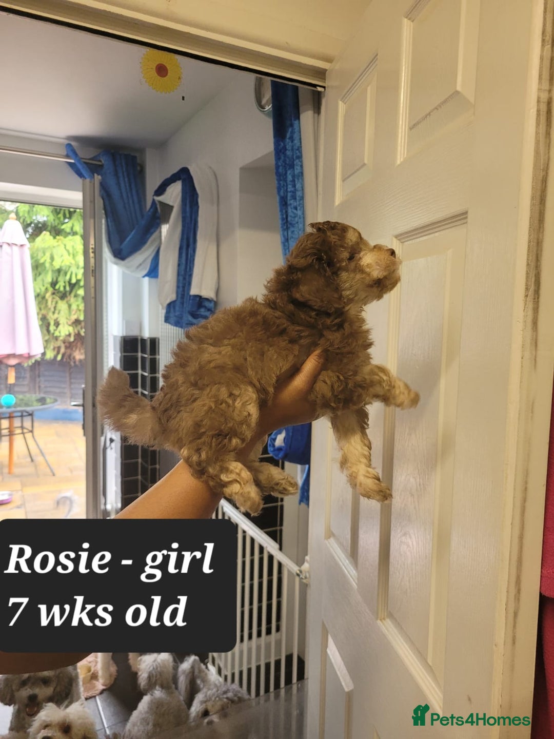 Toy Poodle dogs for sale: Asian toy poodle  - Image 12