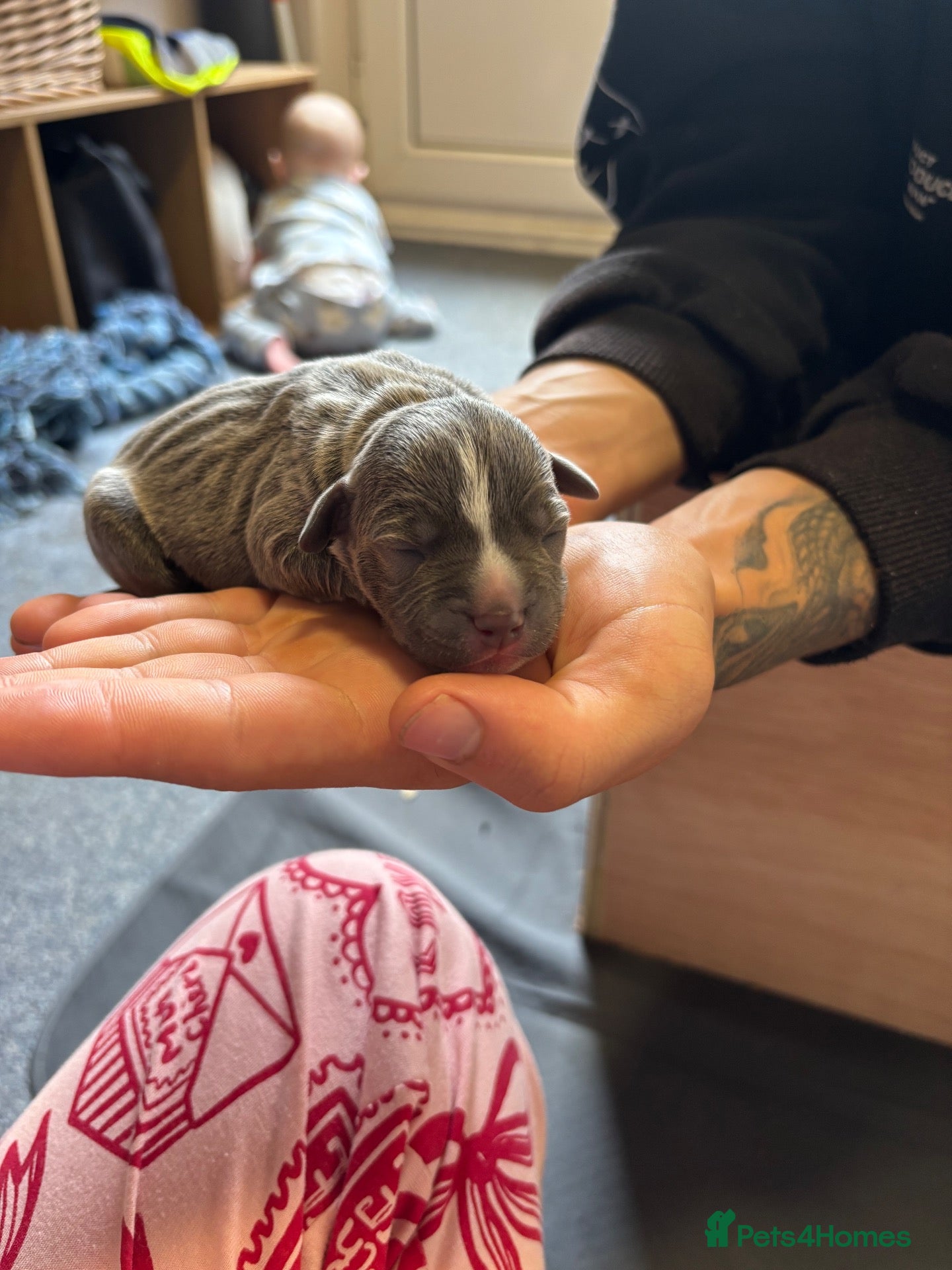 Staffordshire Bull Terrier dogs Beautiful blue Staffordshire bull terrier puppies - Advert 15