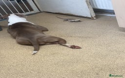 Mixed Breed dogs for sale: Staffy  - Image 1