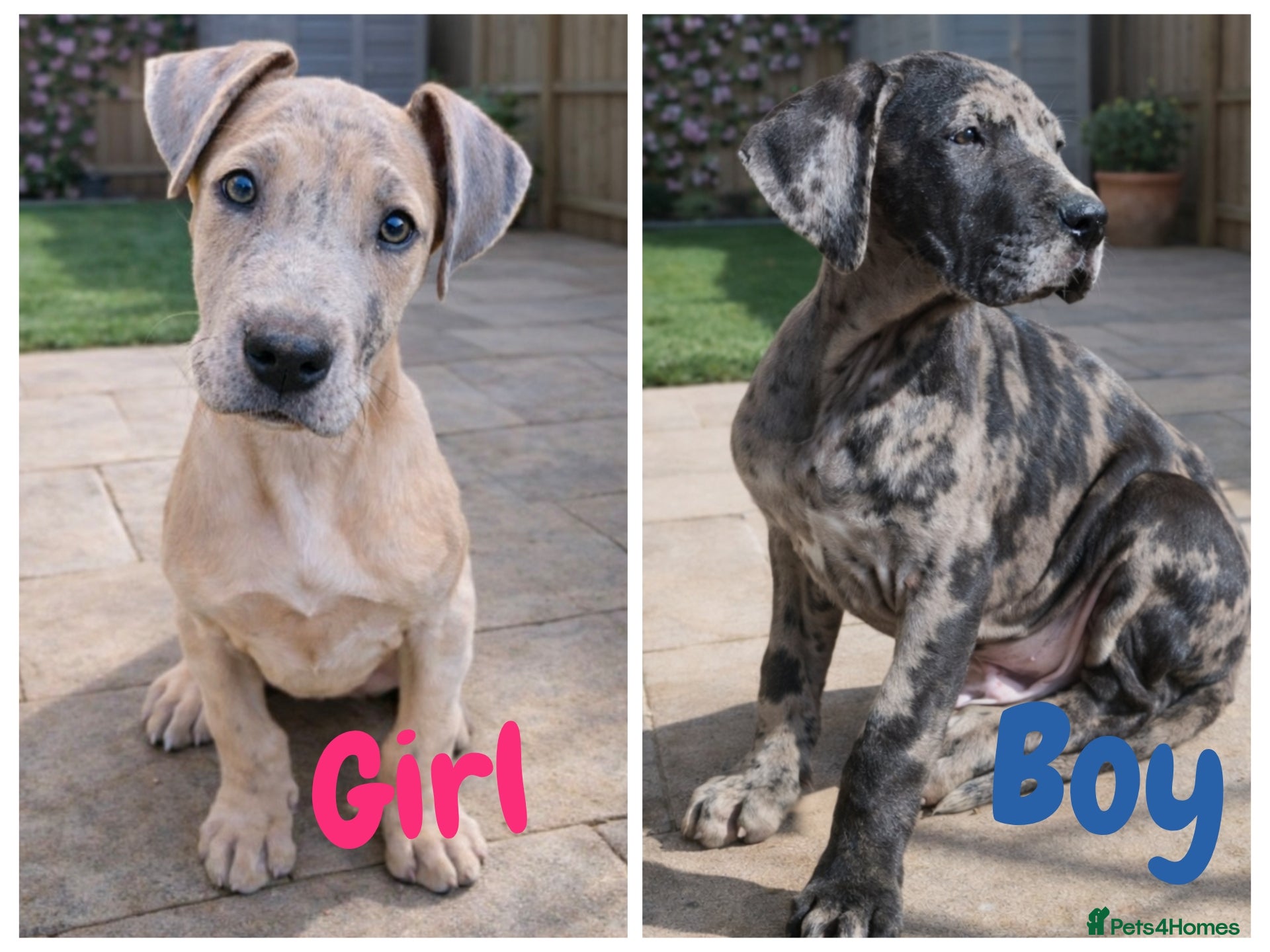 Great Dane dogs *2 Left* KC Registered Great Danes Stunning Pups - Advert 10