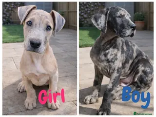 Great Dane dogs *2 Left* KC Registered Great Danes Stunning Pups - Advert 10