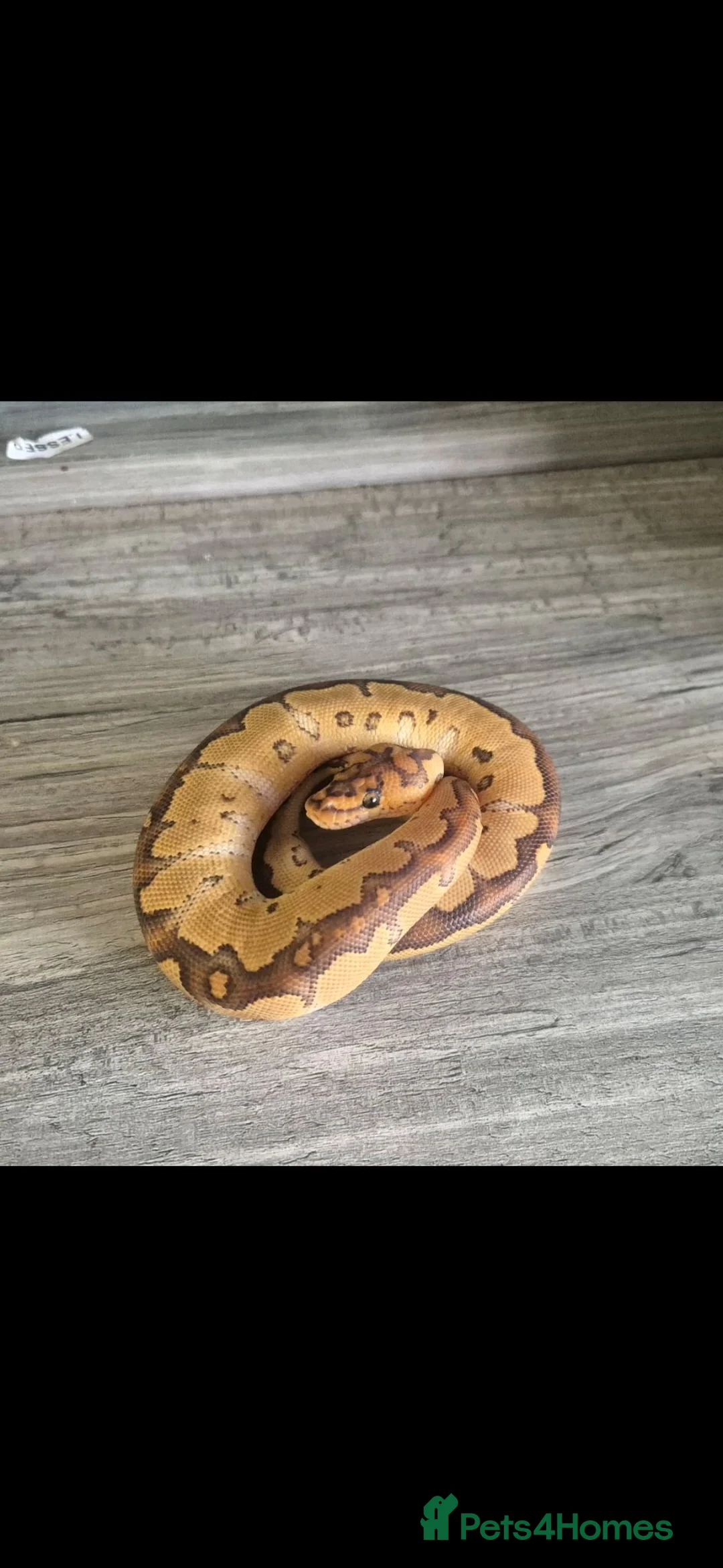 Python Snake reptiles for sale: Special clown ball python  - Advert 1