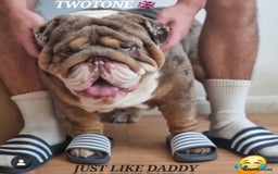 English Bulldog dogs for stud: BEST CHOCOLATETAN merle in UK in London - Image 1