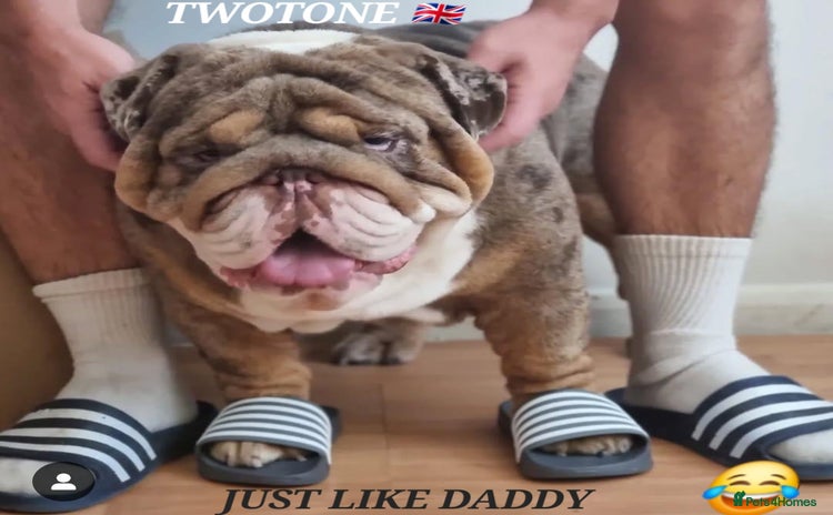 English Bulldog dogs in London - Advert 4