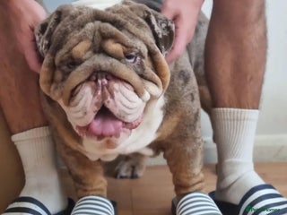 English Bulldog dogs in London - Advert 5