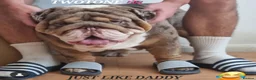 English Bulldog dogs for stud: BEST CHOCOLATETAN merle in UK in London - Advert 2