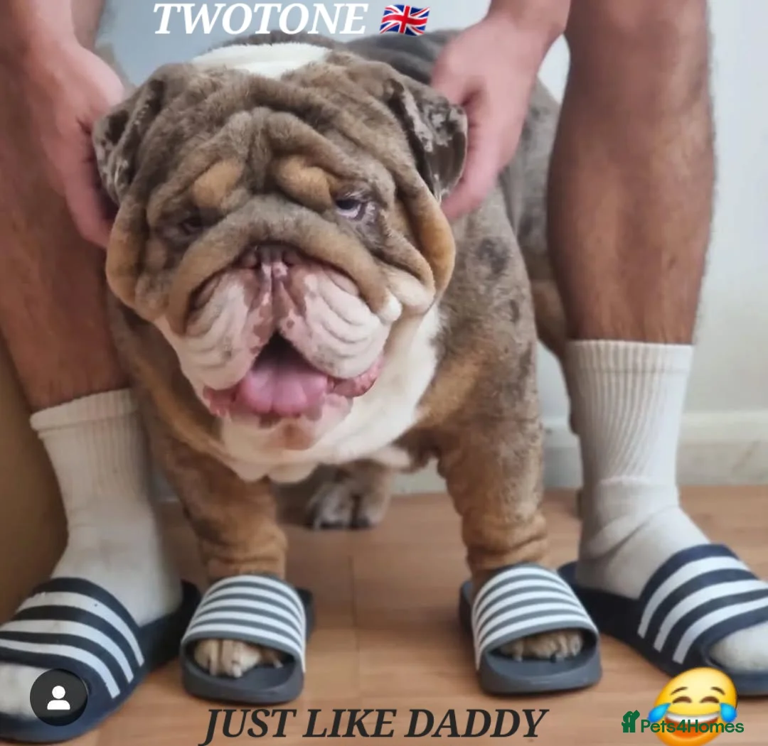 English Bulldog dogs for stud: BEST CHOCOLATETAN merle in UK in London - Advert 2