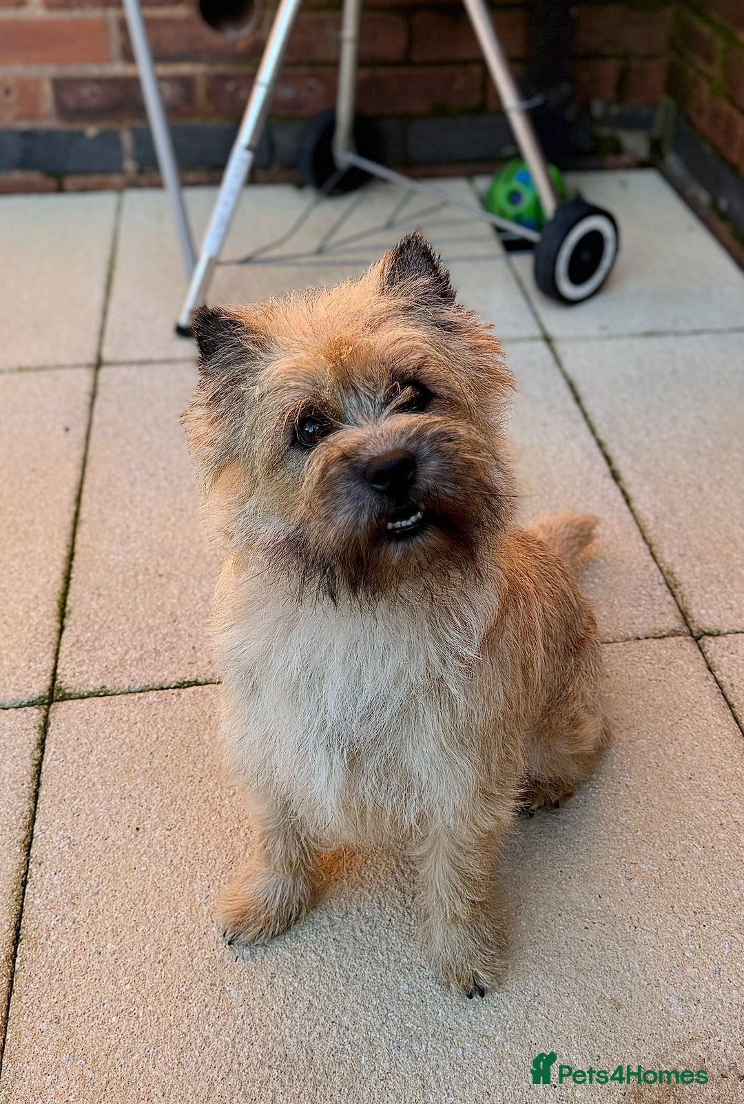 Cairn Terrier dogs for sale: Quality Cairn male pup available 8th August - Image 10