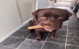 Mixed Breed dogs for sale: Rehoming uk newfador - Image 2