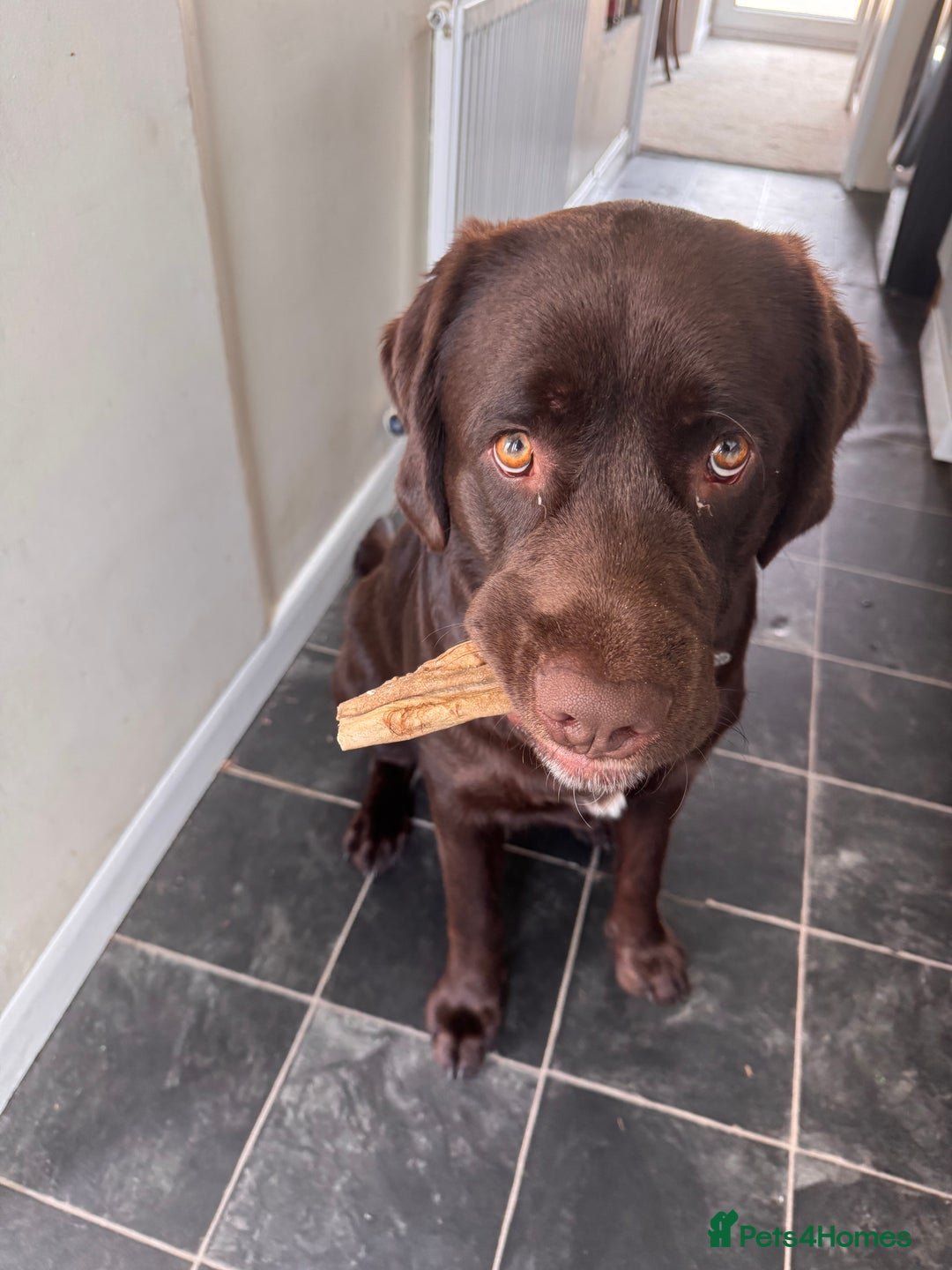 Mixed Breed dogs for sale: Rehoming uk newfador - Image 2