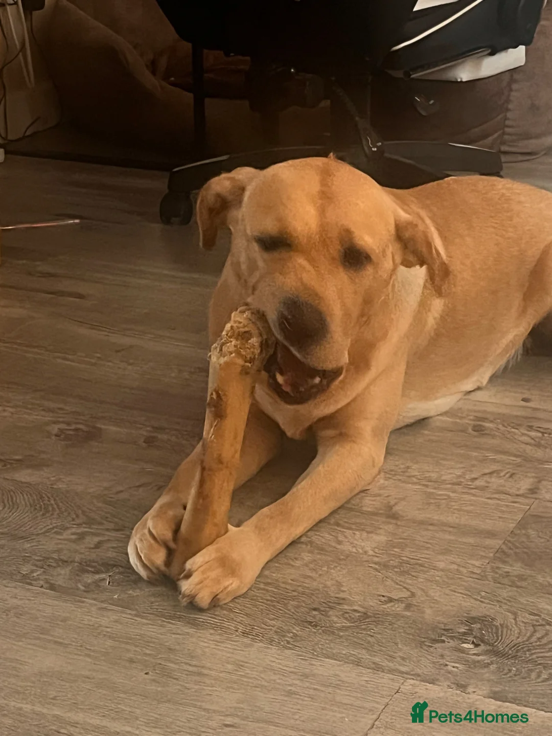 Labrador Retriever dogs for sale: 6 years old Labrador  - Advert 10
