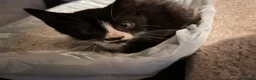 Mixed Breed cats for sale: half maine coon kittens🩵 - Advert 5
