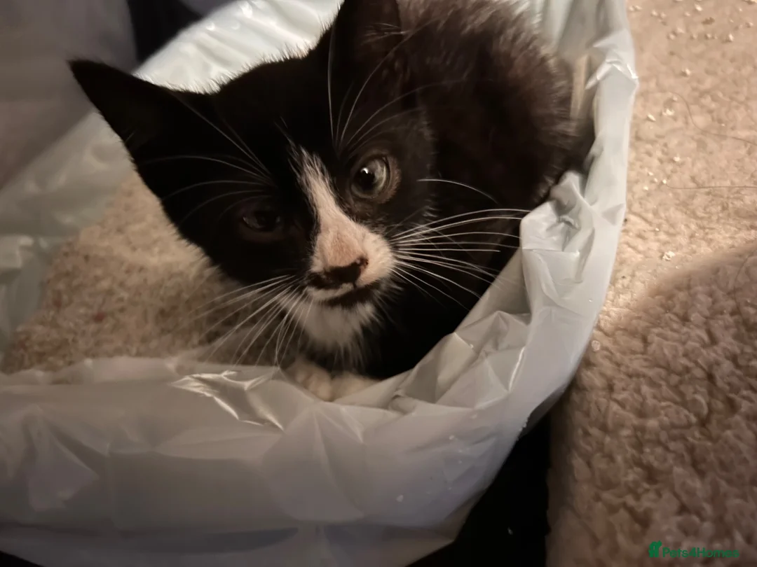 Mixed Breed cats for sale: half maine coon kittens🩵 - Advert 5