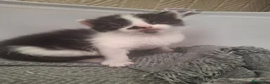 Black and white female