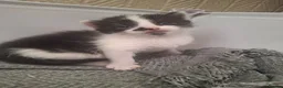 Mixed Breed cats for sale: 4 gorgeous kittens looking for their forever homes - Advert 4