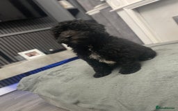 Cockapoo dogs for sale: Last cockapoo puppy left out of 6 - Image 3